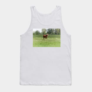 Lonely sorrel horse on green pasture Tank Top